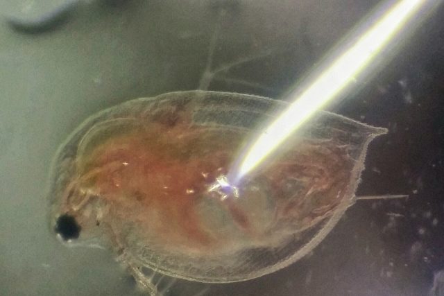 Yuhuu, Daphnia Mum and Baby – and I guess it is a daughter?