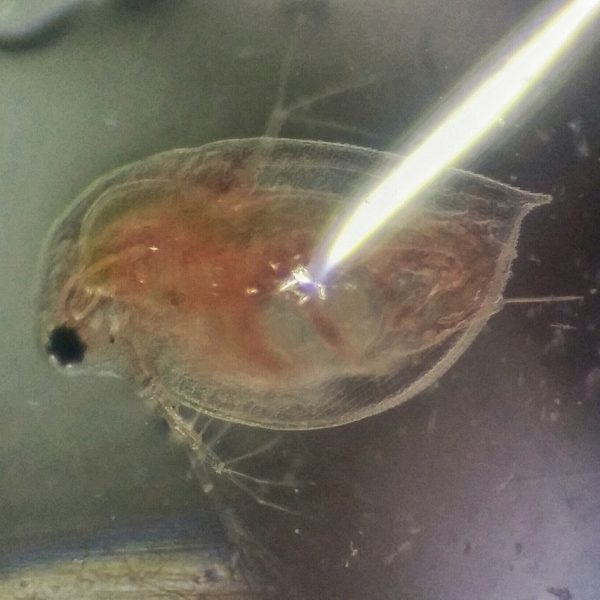 Yuhuu, Daphnia Mum and Baby – and I guess it is a daughter?