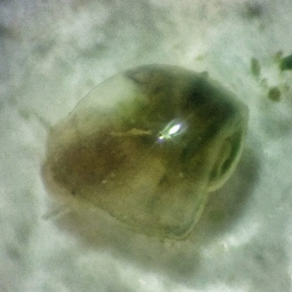 So now I’ve got baby snails with daphnia